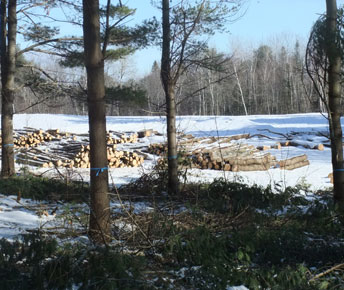 Thinned pine stand and piled pine logs, two types of woods products